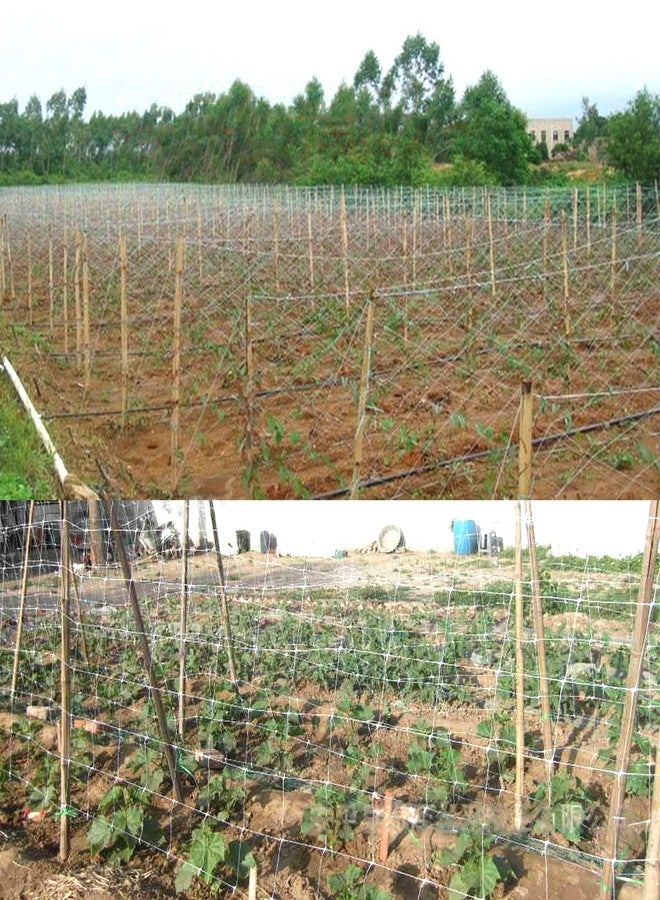 HHTHH White Trellis Netting 4x100 ft Heavy Duty Garden Netting Polypropylene Plant Support Net for Climbing Vegetables Fruits Flowers - Image 5